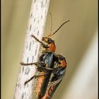 Soldier beetles