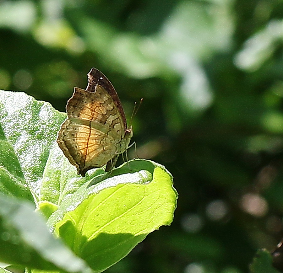 Soldier Commodore - Junonia terea elgivae