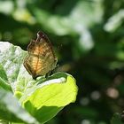 Soldier Commodore - Junonia terea elgivae