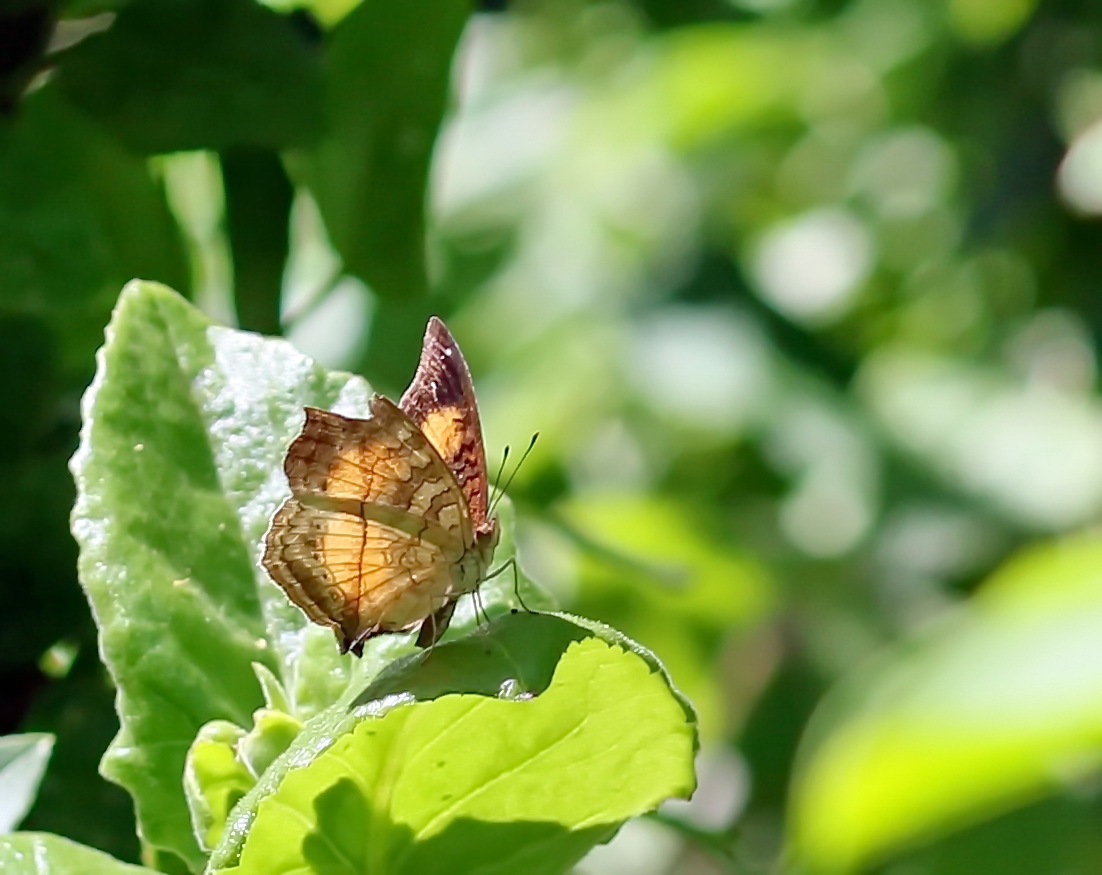 Soldier Commodore,(Junonia terea)