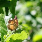 Soldier Commodore,(Junonia terea)