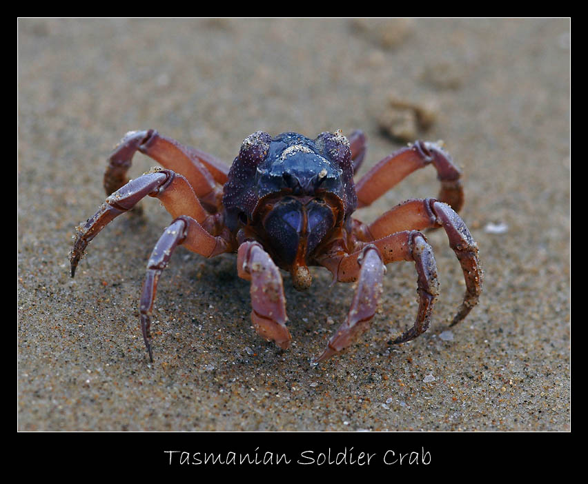 Soldier Crab