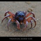 Soldier Crab