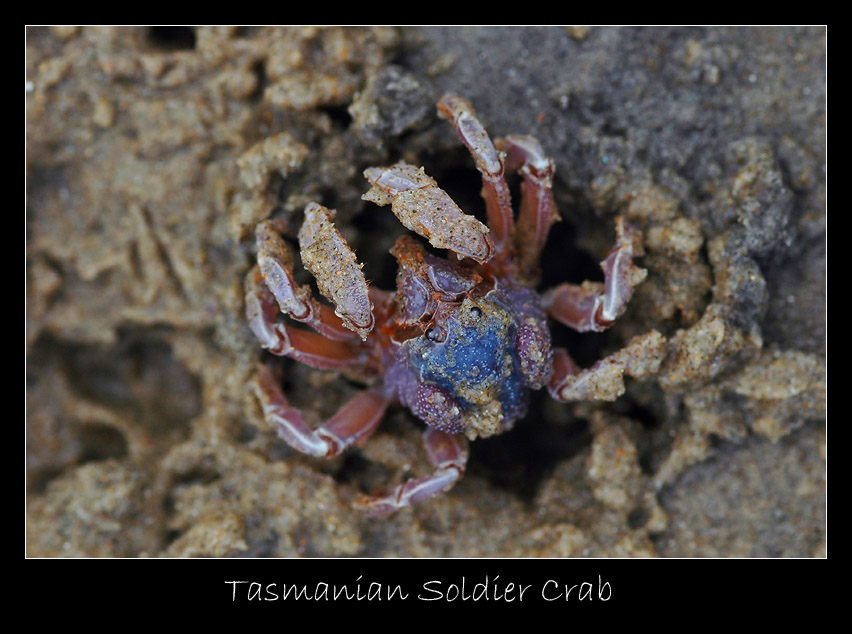 Soldier Crab