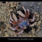 Soldier Crab