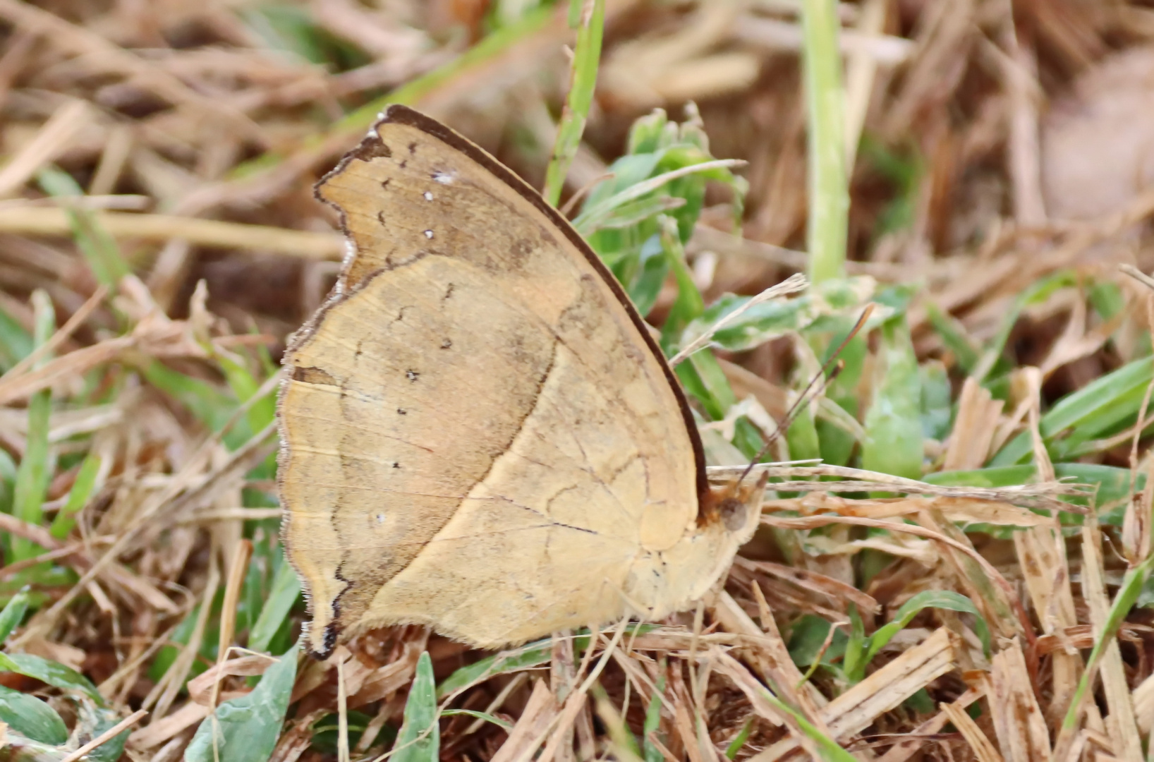 Soldier Pansy - Junonia terea