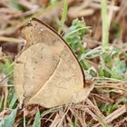 Soldier Pansy - Junonia terea