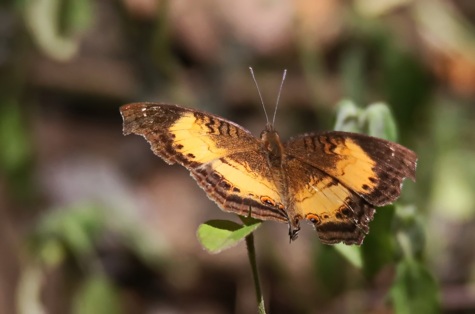 Soldier Pansy,Junonia elgiva