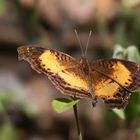 Soldier Pansy,Junonia elgiva