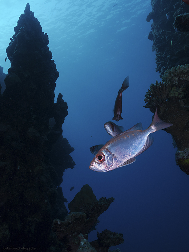 Soldierfish