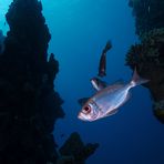 Soldierfish