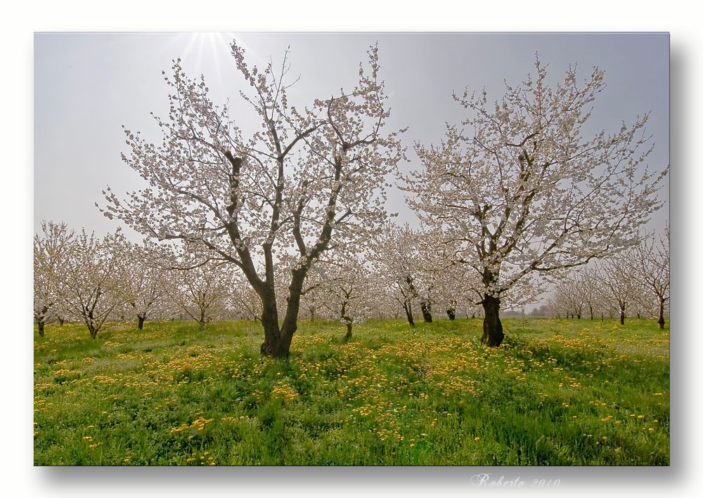 Sole di Aprile