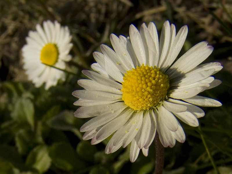 Sole di primavera