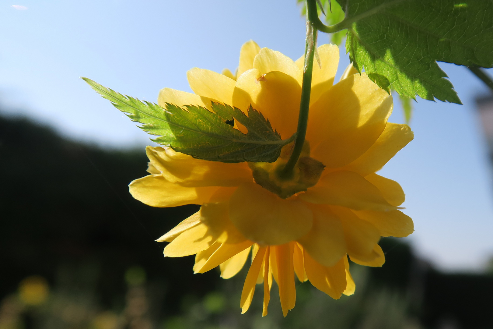 sole e colori: è primavera anche nel mio giardino 3