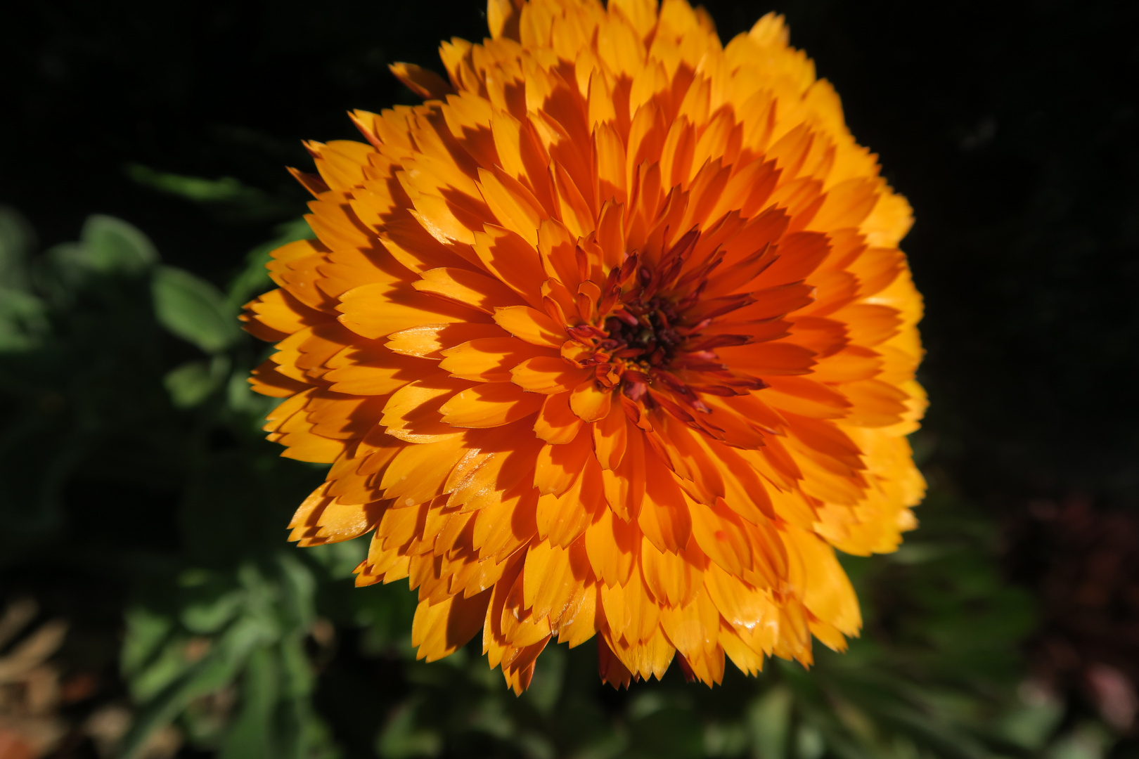 sole e colori: è primavera anche nel mio giardino 4