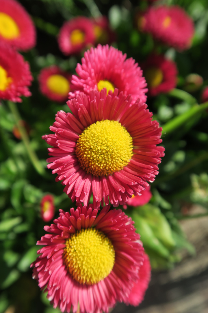 sole e colori: è primavera anche nel mio giardino 5