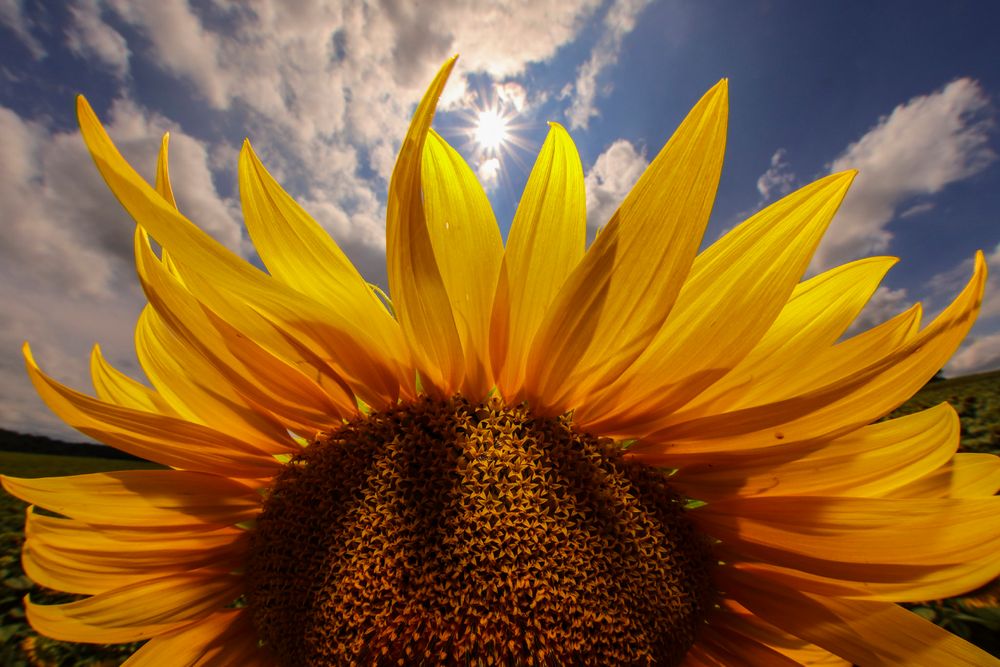 sole e girasole (2) 