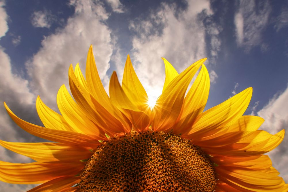 sole e girasole