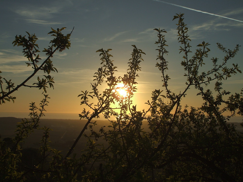 sole fra gli alberi