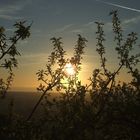 sole fra gli alberi