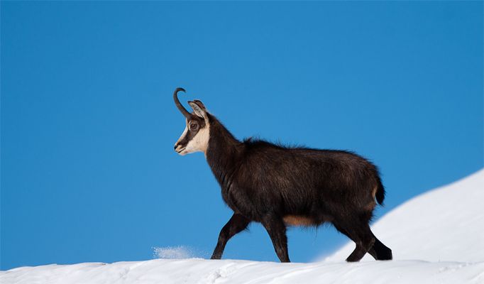 sole. neve, cielo blu e....camoscio