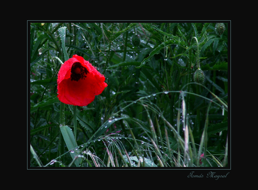 Soledad Bajo la Lluvia