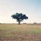 Soledad en la llanura