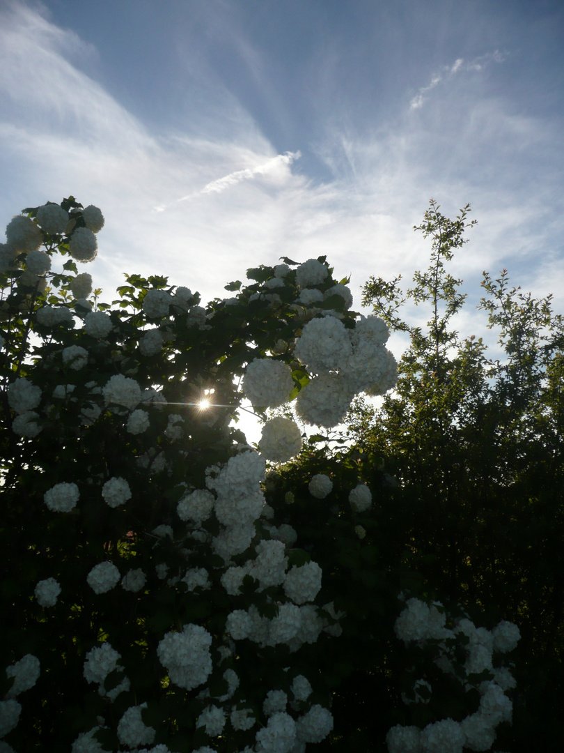 Soleil à travers la neige