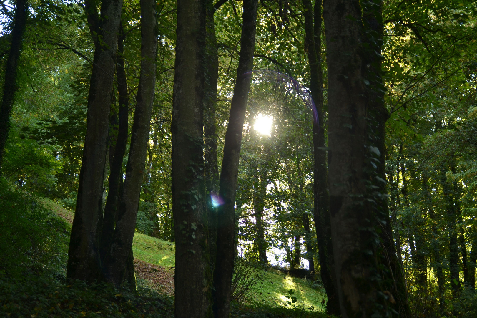 soleil à travers les arbres