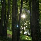 soleil à travers les arbres