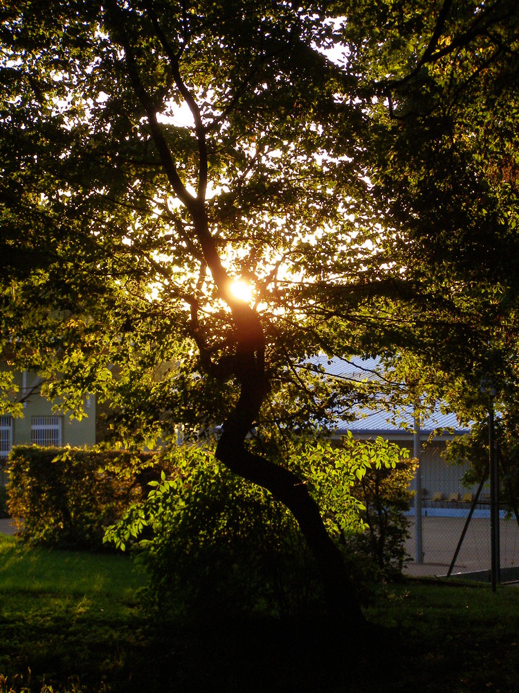 Soleil à travers les feuilles