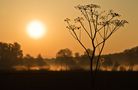 Soleil brumeux de anthophotographie 