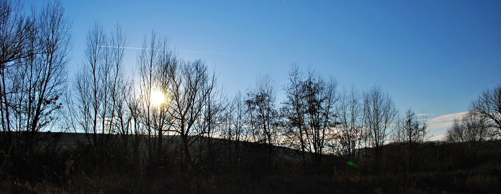 Soleil couchant deriere une ligne d'arbre dénudés par l'hiver