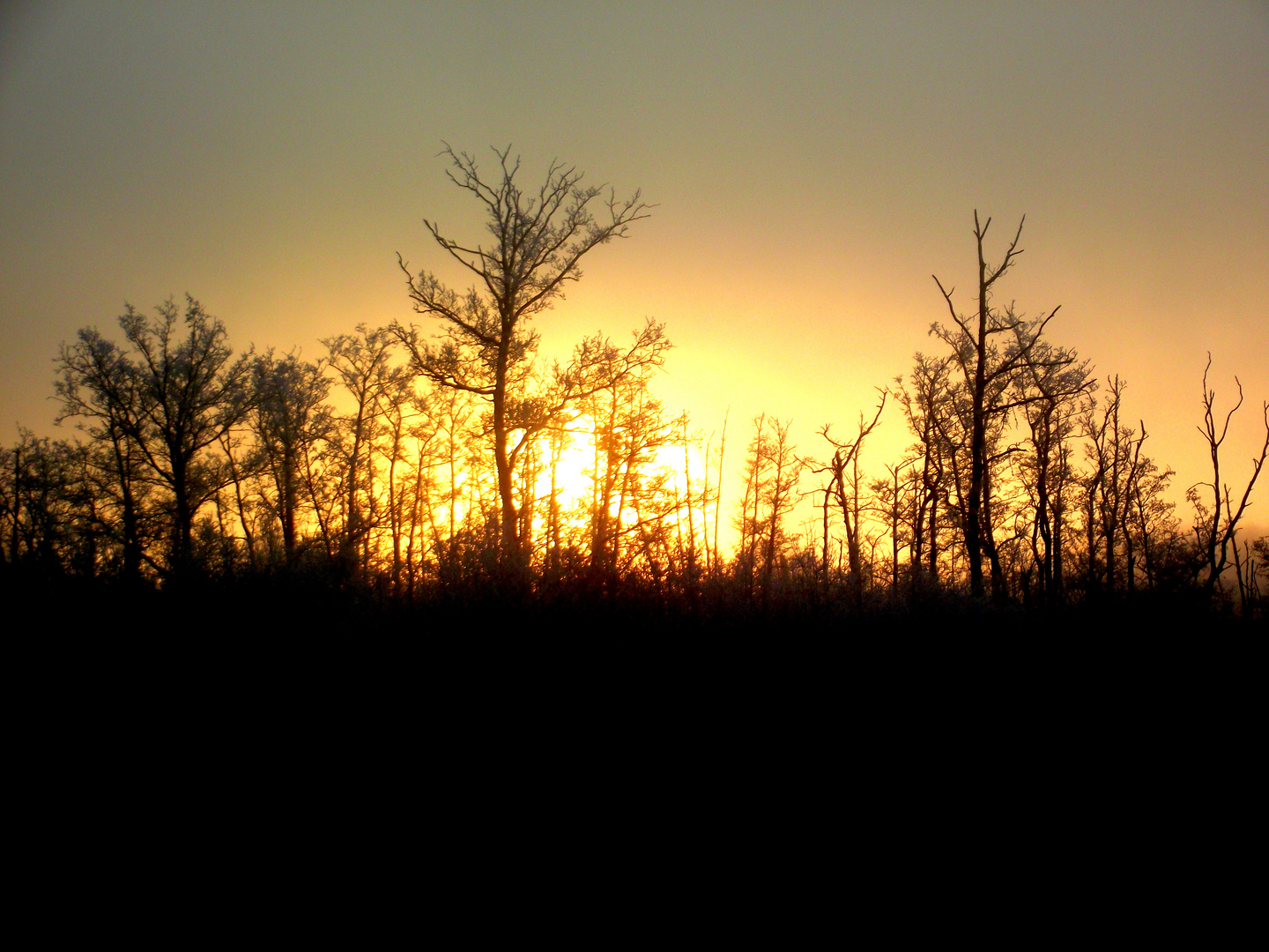 SOLEIL D HIVER DANS LE JURA