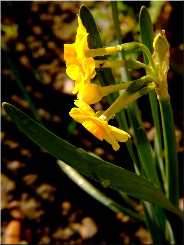 Soleil d' Or' ( Jonquil)