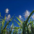 Soleil dans les fleurs de canne à sucre