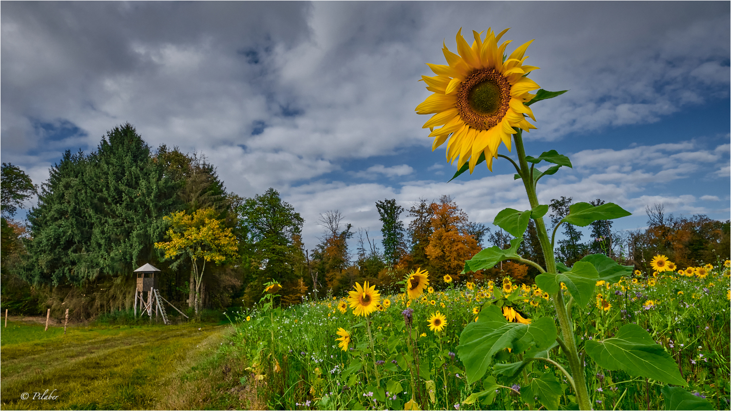 Soleil d'Automne