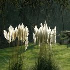 Soleil d'automne - parc de la Grange/Genève