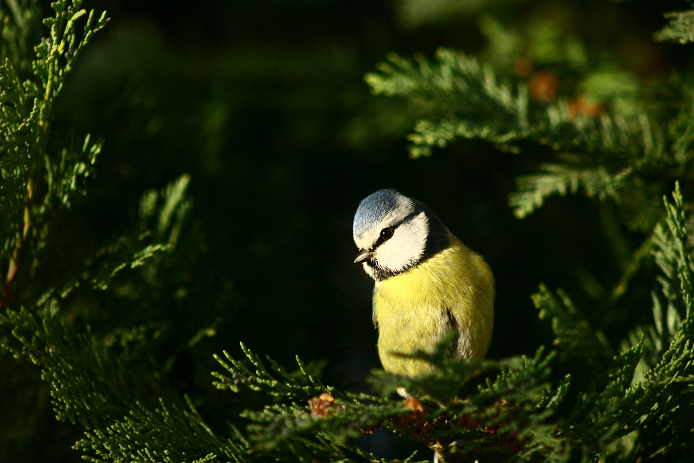 soleil d'hiver