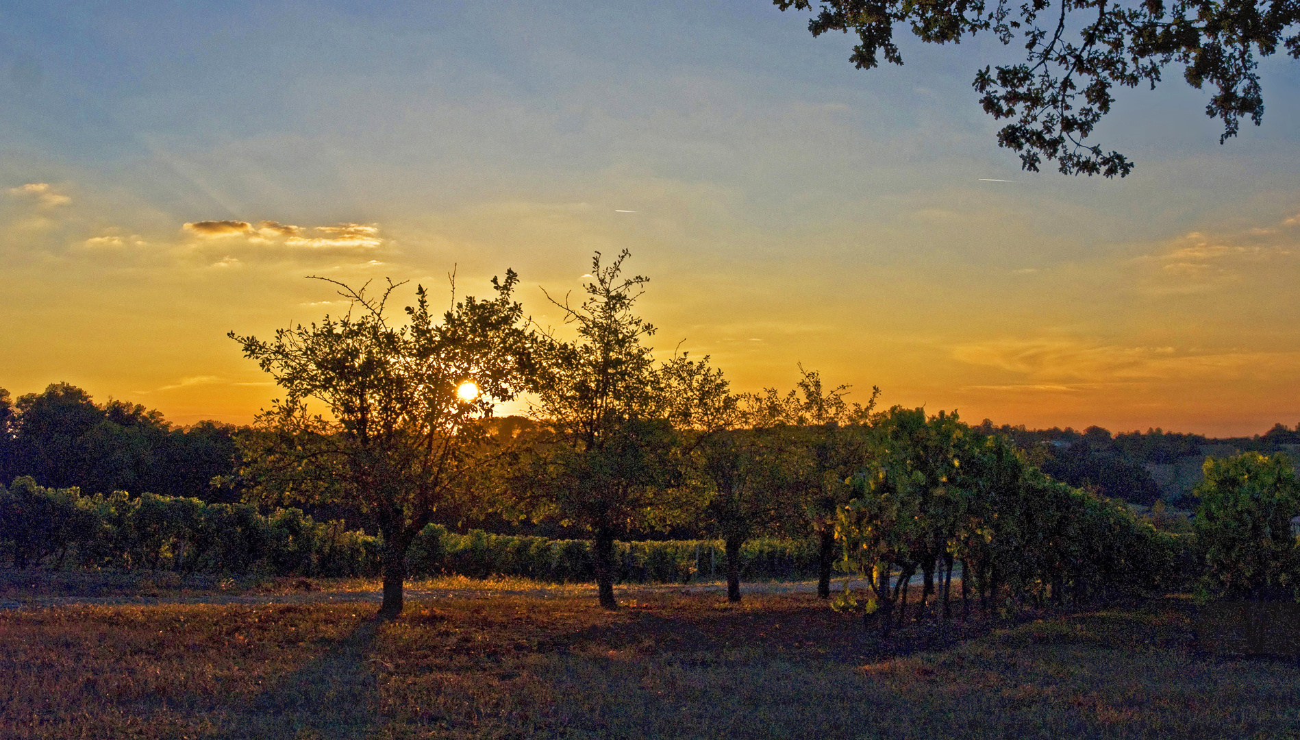 Soleil d’octobre dans les vignes du Château de Mons, à Caussens  (Gers)   