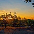 Soleil d’octobre dans les vignes du Château de Mons, à Caussens  (Gers)   