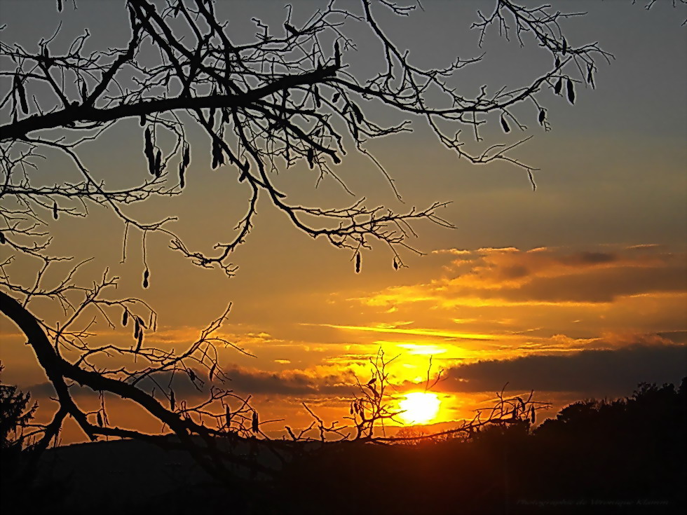 soleil doré sur branche posé....