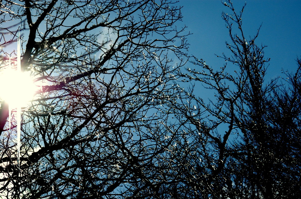 soleil et arbres