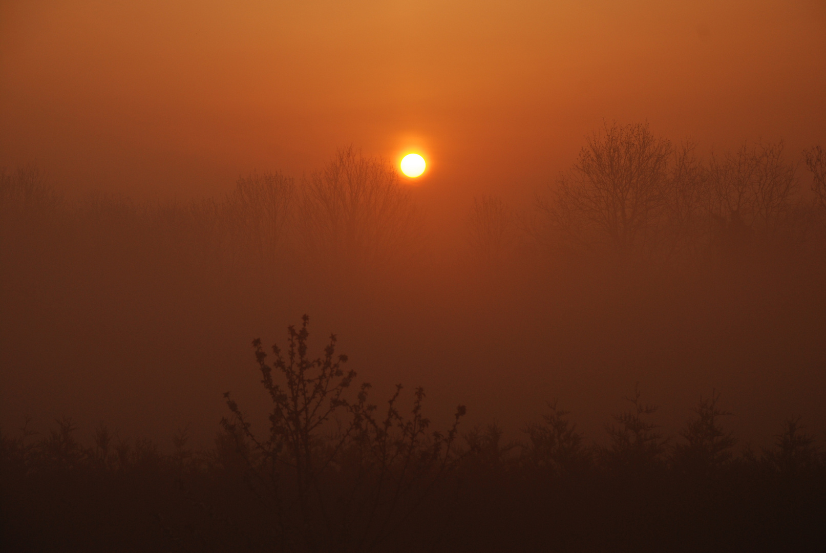 soleil matinal dans la brume