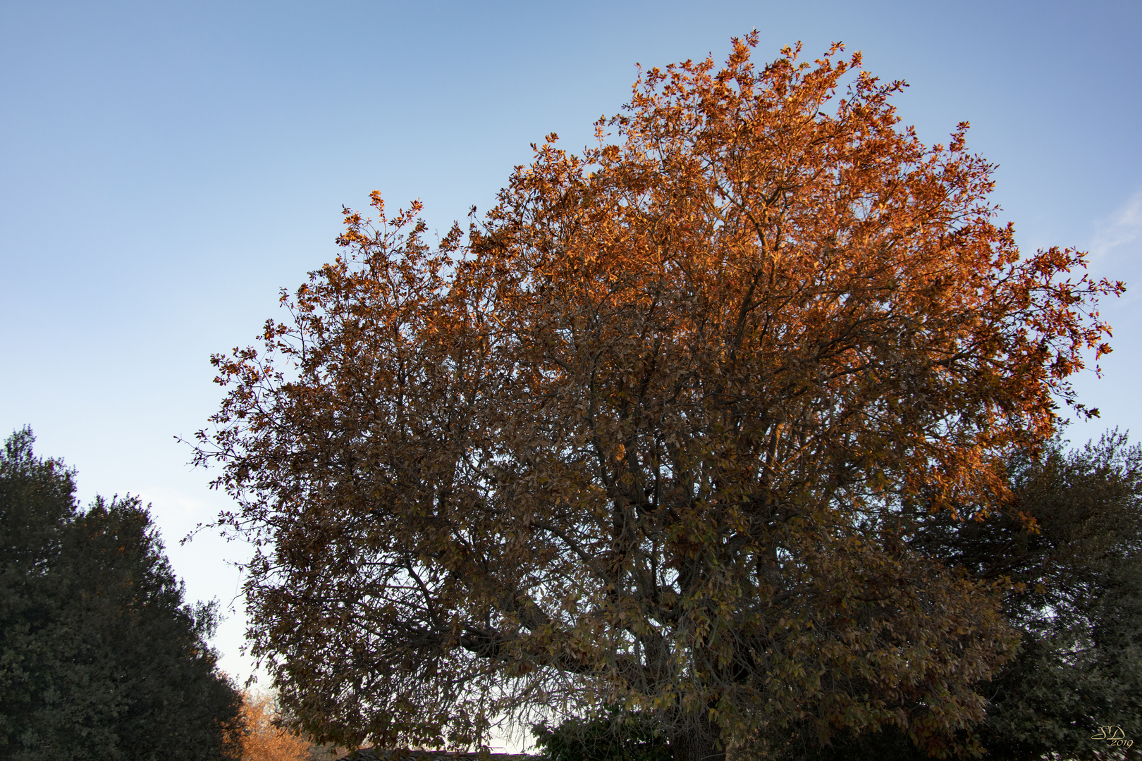 Soleil matinal sur feuilles rousses 