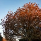 Soleil matinal sur feuilles rousses 