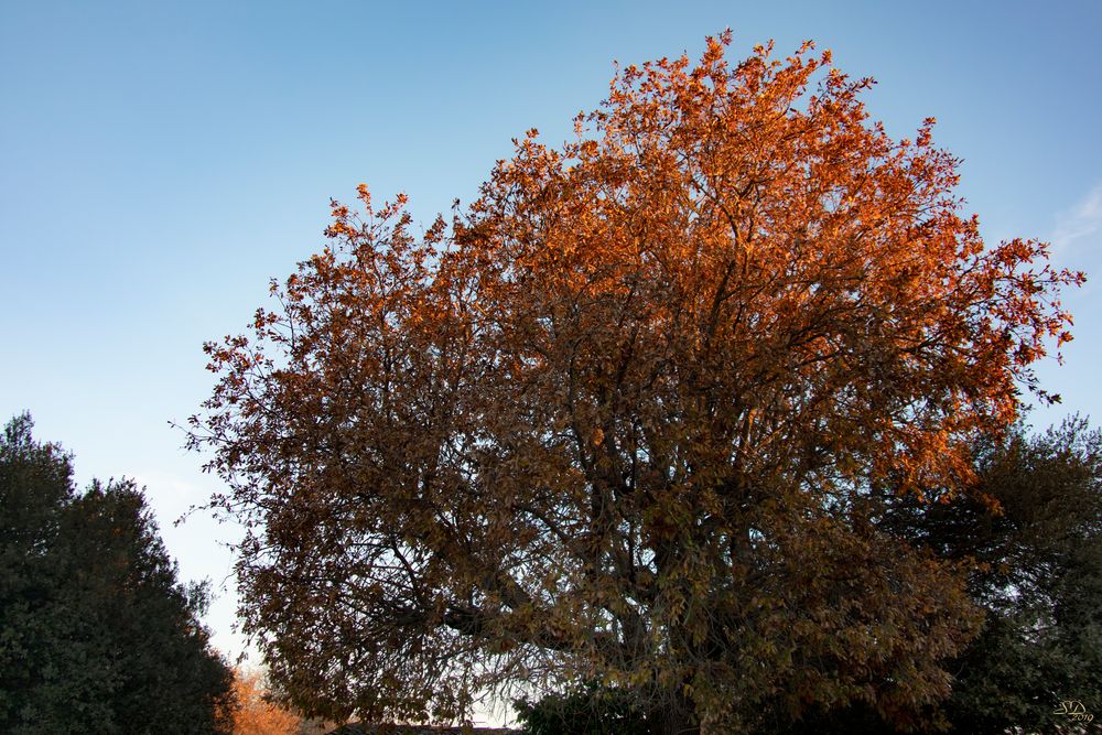 Soleil matinal sur feuilles rousses 