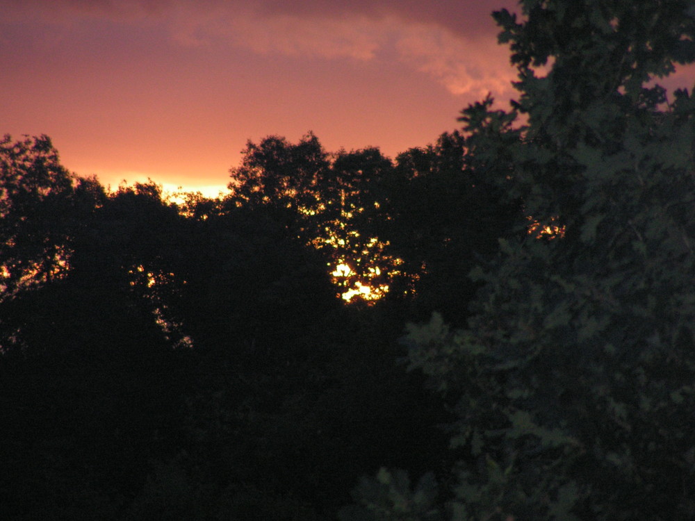 soleil se couchant derriere les arbres