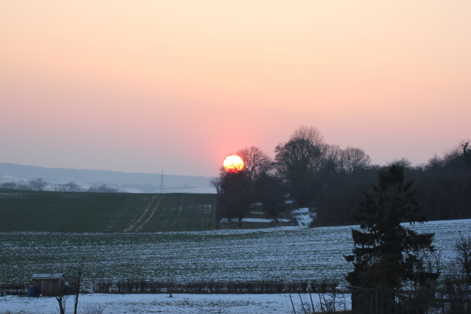 Soleil se couche dans les branches de l'arbre