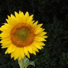 Soleil, soleil…
